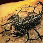 Пример рисунка татуировки скорпион 16.01.2021 №0170 -scorpion tattoo- tatufoto.com