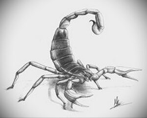 Реалистичный карандашный эскиз татуировки скорпиона. Детализированная проработка хитинового покрова и анатомии.