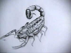 Черно-белый эскиз татуировки скорпиона, выполненный карандашом с высокой детализацией. Видна текстура хитинового покрова и все сегменты тела.