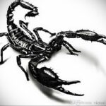 Эскиз тату скорпиона, выполненный в реалистичном стиле. Детализированное изображение с прорисовкой каждой текстуры и тени.