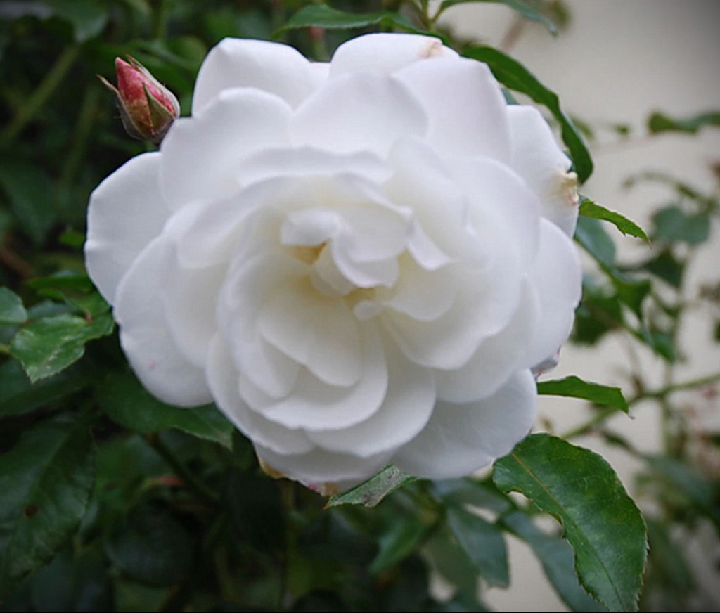 роза флорибунда - floribunda rose – фото - картинка 1