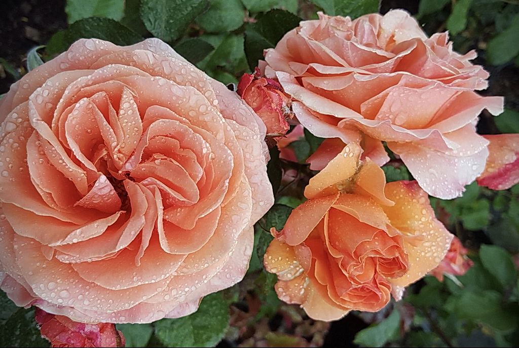 роза флорибунда - floribunda rose – фото - картинка 2
