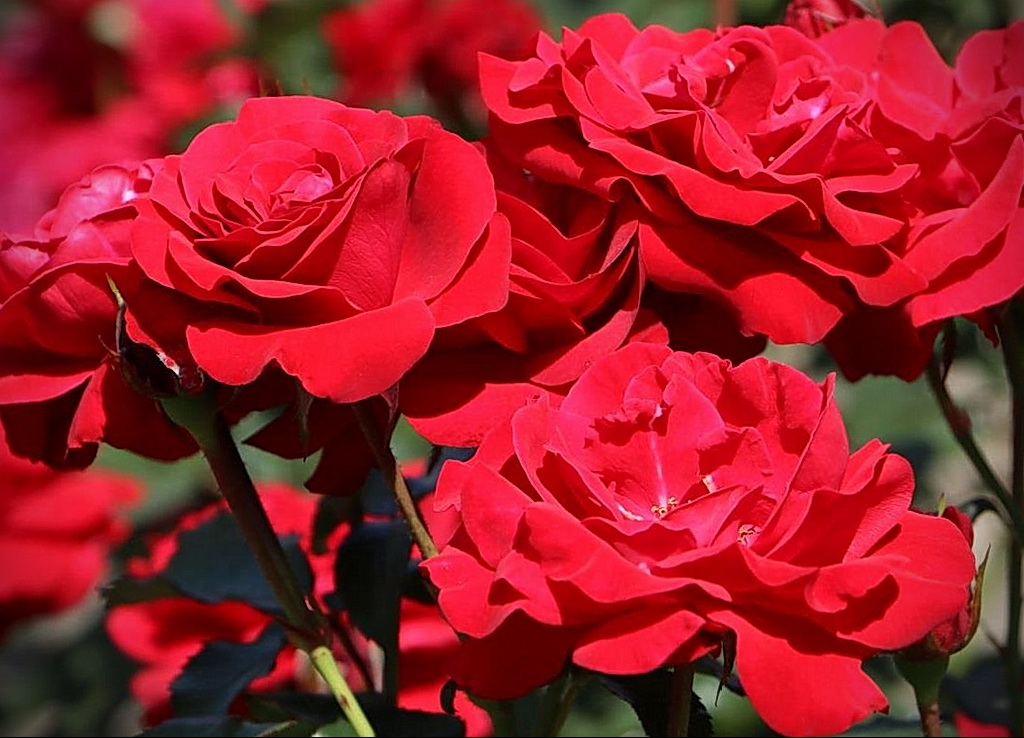 роза флорибунда - floribunda rose – фото - картинка 3