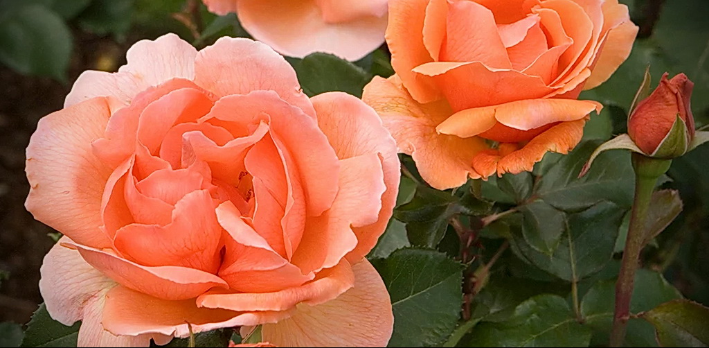 роза флорибунда - floribunda rose – фото - картинка 4