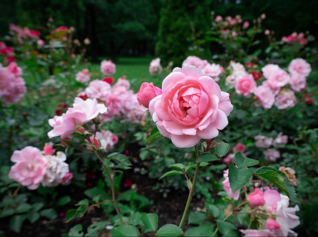 роза флорибунда - floribunda rose – фото - картинка 5