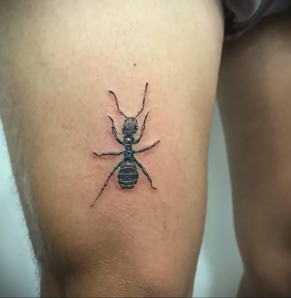 Фото пример рисунка татуировки с муравьем 21.03.2021 №040 - ant tattoo - tatufoto.com