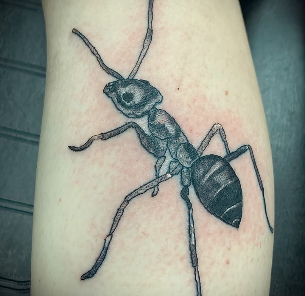 Фото пример рисунка татуировки с муравьем 21.03.2021 №090 - ant tattoo - tatufoto.com