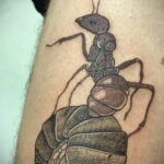 Фото пример рисунка татуировки с муравьем 21.03.2021 №094 - ant tattoo - tatufoto.com