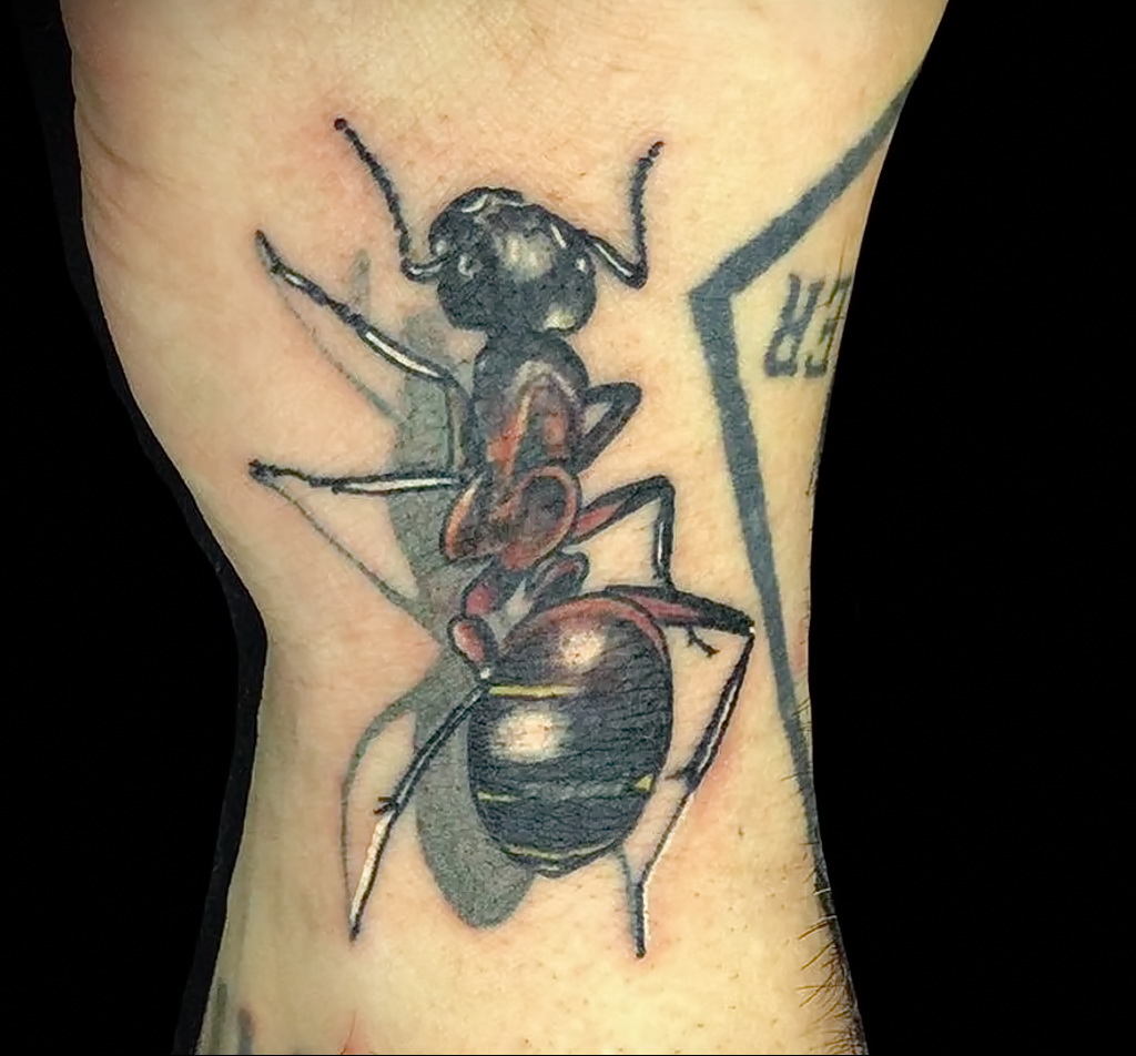 Фото пример рисунка татуировки с муравьем 21.03.2021 №100 - ant tattoo - tatufoto.com