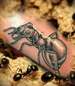 Фото пример рисунка татуировки с муравьем 21.03.2021 №101 - ant tattoo - tatufoto.com