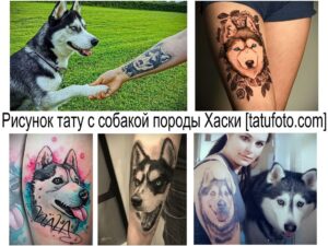 Фото коллажа с различными татуировками хаски на разных частях тела. Различные стили и размеры рисунков.