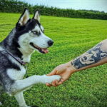 Фото Рисунка тату с собакой породы Хаски 08.03.2021 №013 - husky tattoo - tatufoto.com