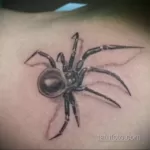 Фото тату паук на спине 25.07.2021 №017 - spider tattoo on back - tatufoto.com