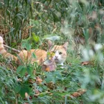 Фотография рыжего кота, лежащего в траве с пойманной мышью в зубах. Кот выглядит сосредоточенным и охотничьим.