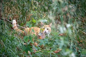 Фотография рыжего кота, лежащего в траве с пойманной мышью в зубах. Кот выглядит сосредоточенным и охотничьим.