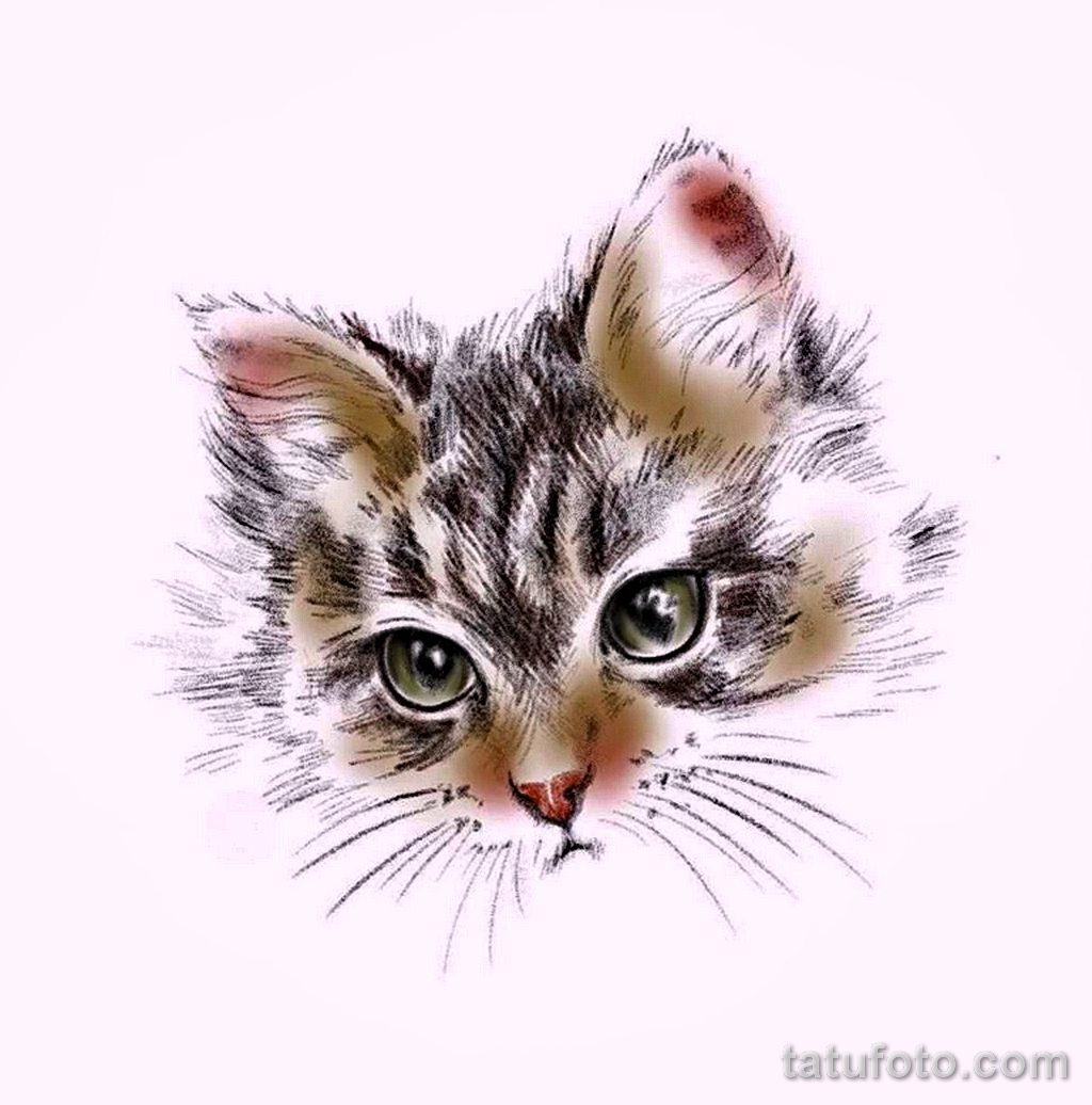 Эскиз для татуировки с кошкой 14,11,2021 - №0257 - sketch of cat tattoo - tatufoto.com