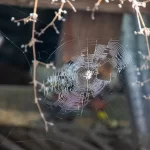 Фотография паутины, сплетенной между сухими ветками, на фоне старой деревянной стены. Идеальный эскиз тату для любителей природы и минимализма.