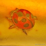 Фото тату Божья Коровка 17.02.22 №0071 - tattoo Ladybug tatufoto.com