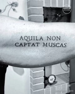 Фото тату: черная надпись на латыни 'Aquila non captat muscas' на предплечье мужчины. Минималистичный дизайн, четкие линии, классический стиль.