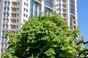 Фото тату: крупный план зеленой листвы дерева на фоне современного здания. Яркий солнечный день.
