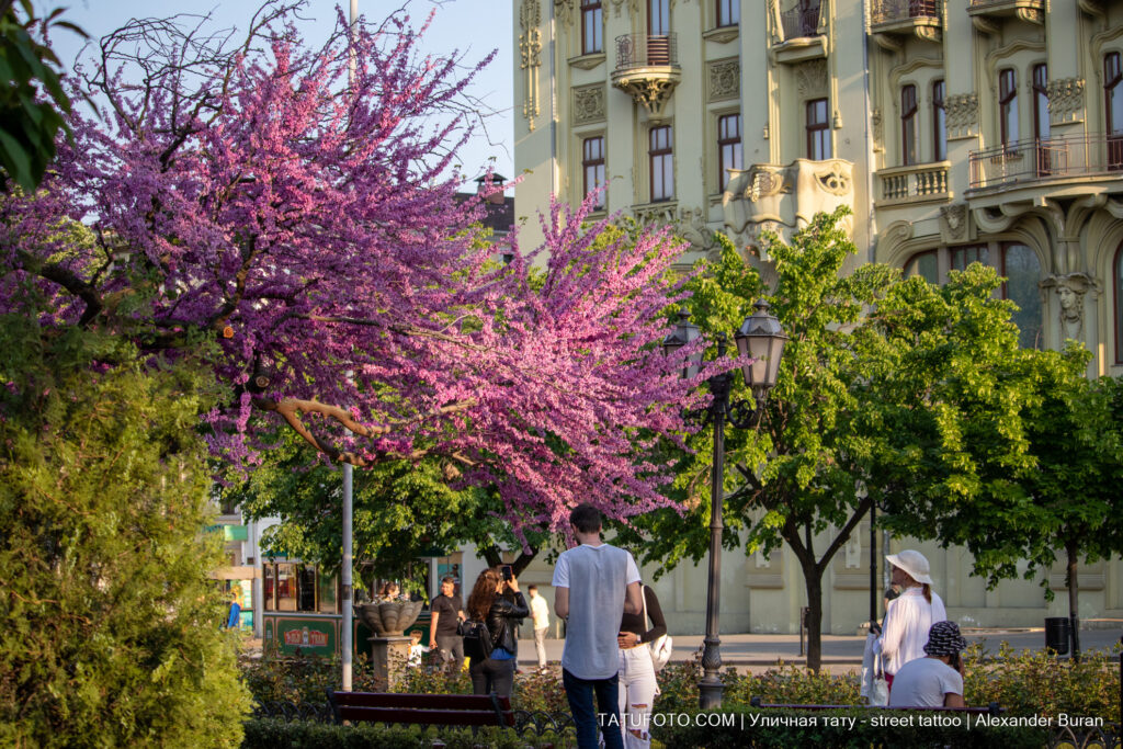 Люди фотографирующиеся у цветущего дерева на Дерибасовской в Одессе -Уличная тату-street tattoo-24052022-tatufoto.com 2