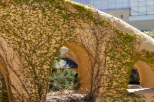 Фотография старинного арочного прохода, полностью увитого зеленым плющом. Видна каменная кладка и текстура стены.