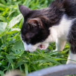 Одесский кот вегетарианец который ест траву на Дерибасовской00