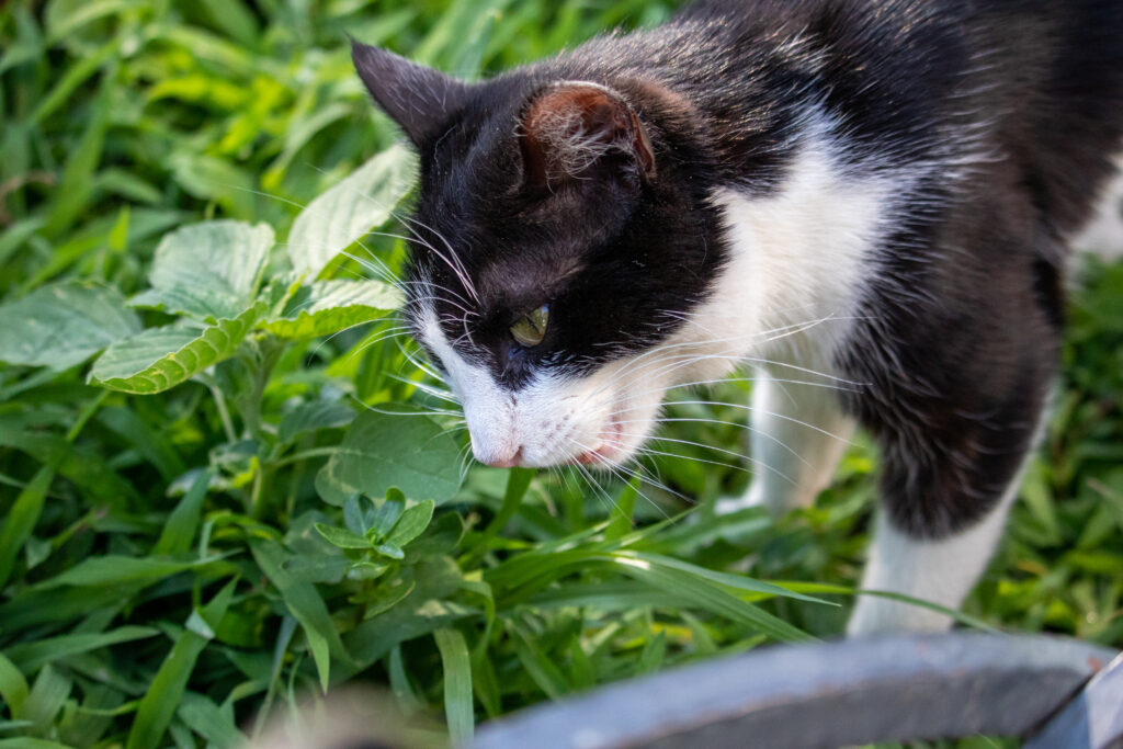 Одесский кот вегетарианец который ест траву на Дерибасовской0707