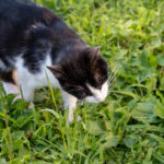 Одесский кот вегетарианец который ест траву на Дерибасовской52