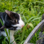 Одесский кот вегетарианец который ест траву на Дерибасовской57