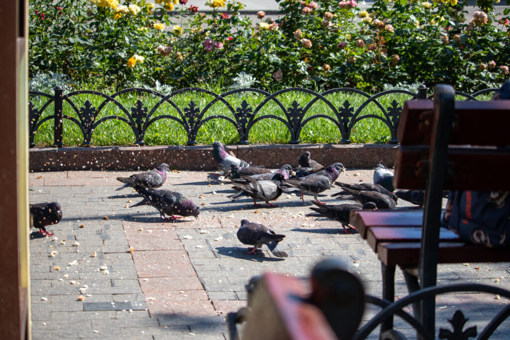 голуби кушают спала на улице Дерибасовская в Одессеи 10