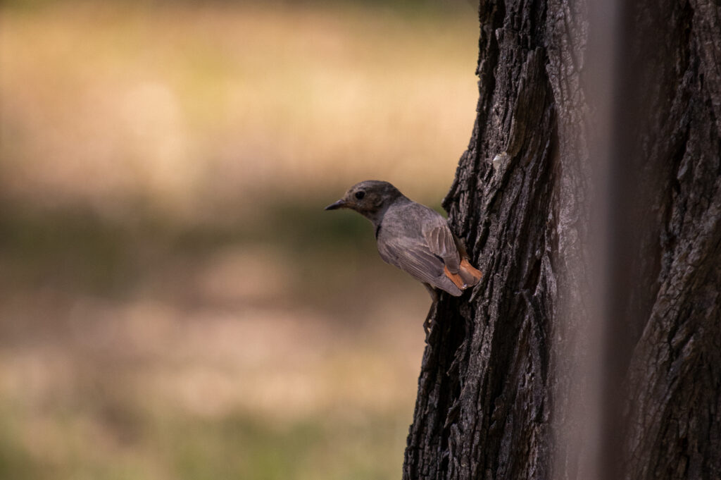 маленькая красивая птичка сидит на дереве44