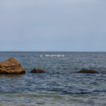 Фотография лебедей, плывущих по спокойной воде, с акцентом на их отражение и умиротворяющую атмосферу.