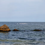 стая лебедей проплывает в море у пляжа Одессы 13