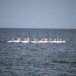 Фотография большой стаи лебедей, плывущих по темной морской воде под пасмурным небом, создающая ощущение величия и свободы.