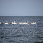 стая лебедей проплывает в море у пляжа Одессы 7