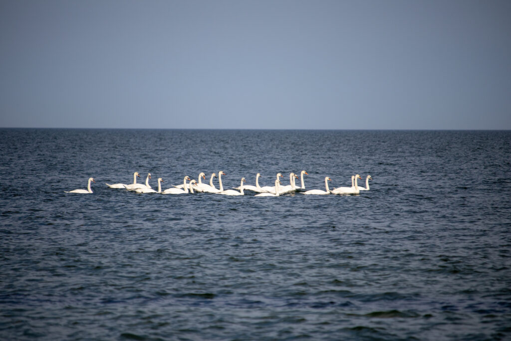 стая лебедей проплывает в море у пляжа Одессы 8