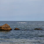 стая лебедей проплывает в море у пляжа Одессы 9