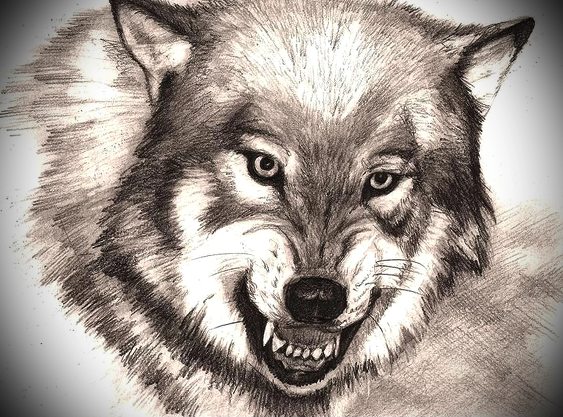 картинки волка нарисованные