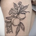 Пример рисунка татуировки с абрикосом - 210824 tatufoto.com 29