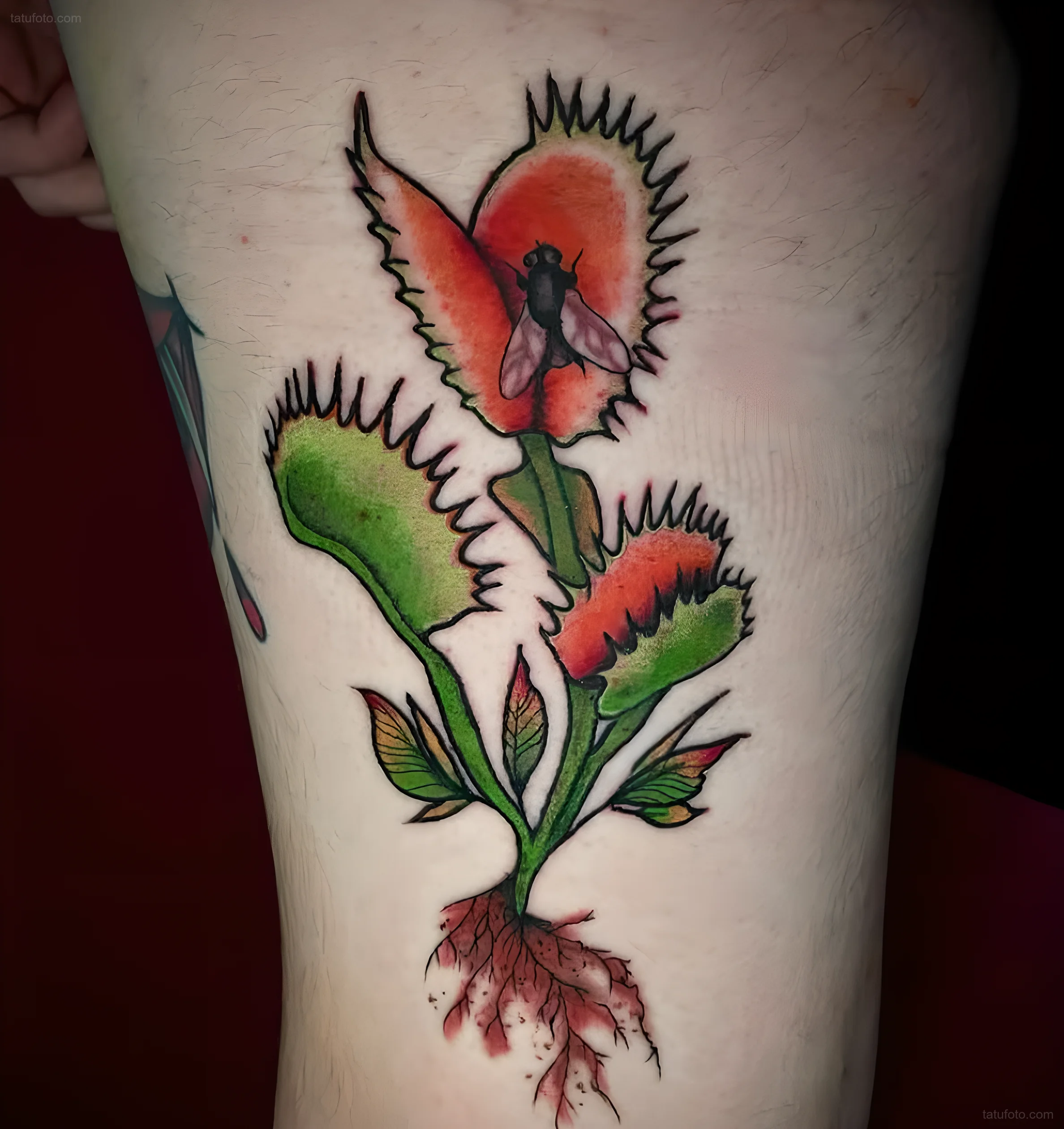 тату-венерина-мухоловка-пример-рисунка-тату-для-tatufoto-com-37