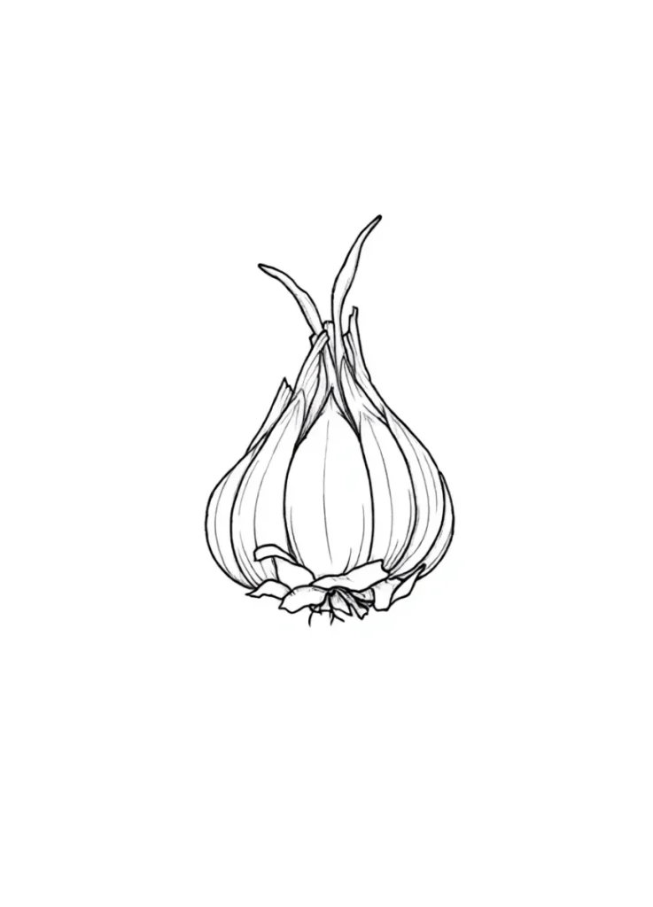 Black and white sketch of a garlic tattoo for the shoulder blade, done in graphic style, with an emphasis on the detail of cloves and leaves.