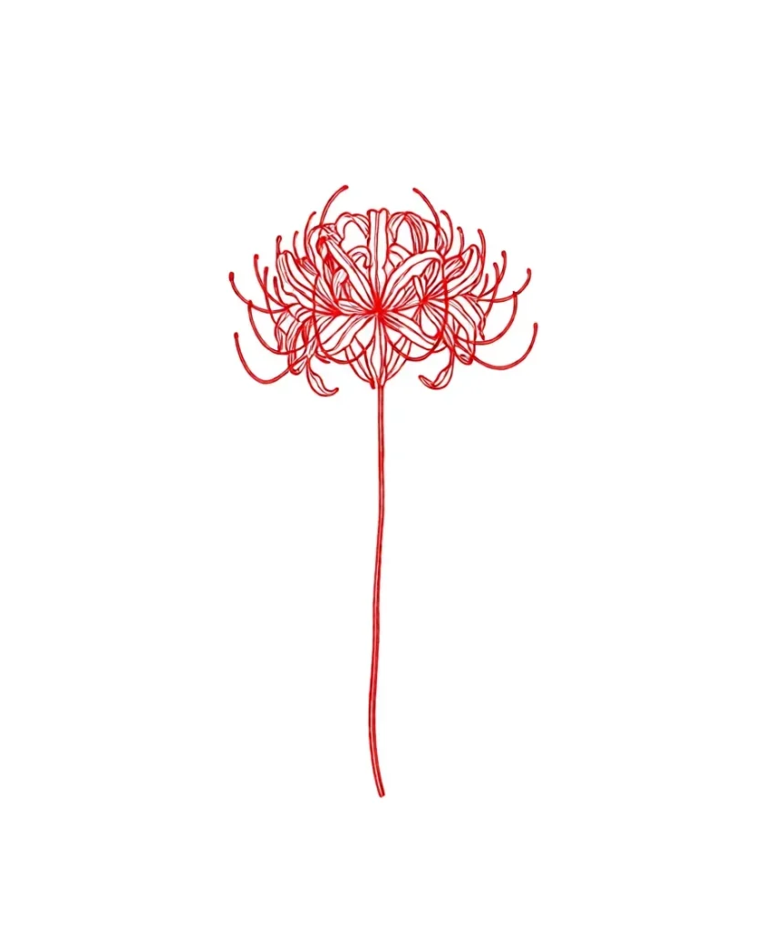 Esquisse de tatouage rouge et linéaire d'une fleur d'araignée sur fond blanc, idéale pour être placée sur le flanc de la cage thoracique.