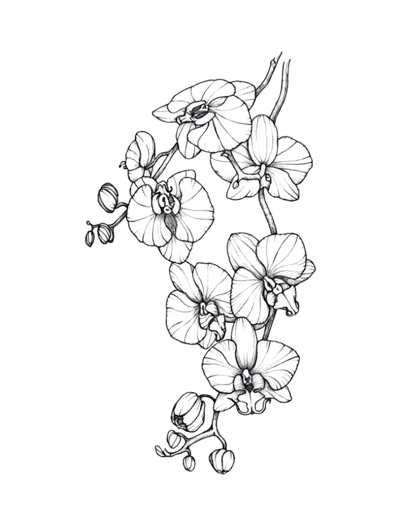 Black and white sketch of an orchid branch tattoo with buds and leaves, ideal for placement on the shoulder blade.