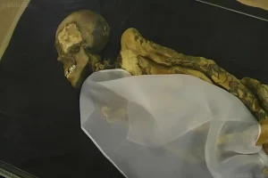 Мумия 'Ледяной Девы' Пазырык с видимыми древними татуировками на руке.