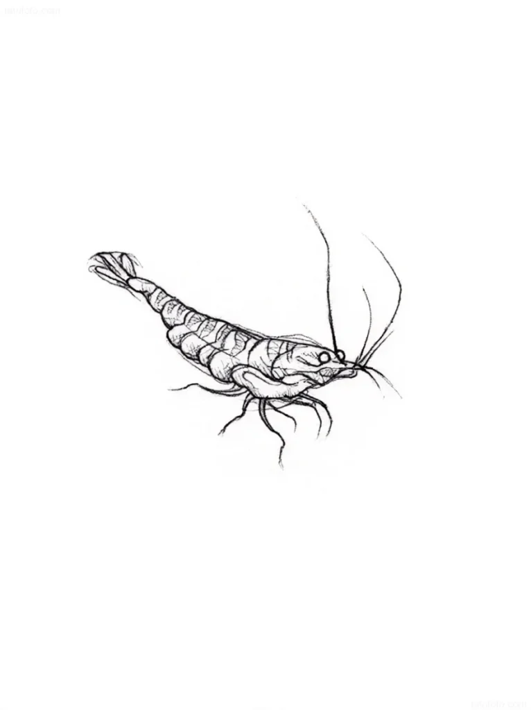 Boceto de tatuaje de camarón realizado en estilo sketch, con énfasis en el dinamismo y las líneas elegantes