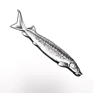 Графический эскиз осетра в движении, выполненный в черно-белой технике