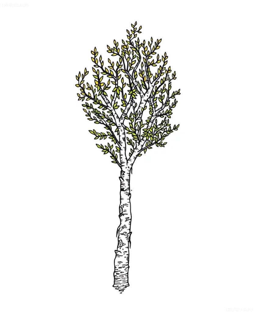 Tattoo sketch of a slender birch with a lush crown, done in a graphic style with watercolor green accents.