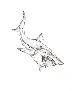 Эскиз татуировки агрессивной акулы с раскрытой пастью и острыми зубами, выполненный в графическом стиле.