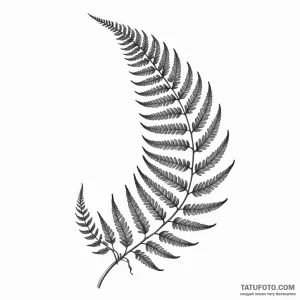 A fern frond unfurling - эскиз тату (№1749798966_0, 13.06.2025 07:16) — Tatufoto.com